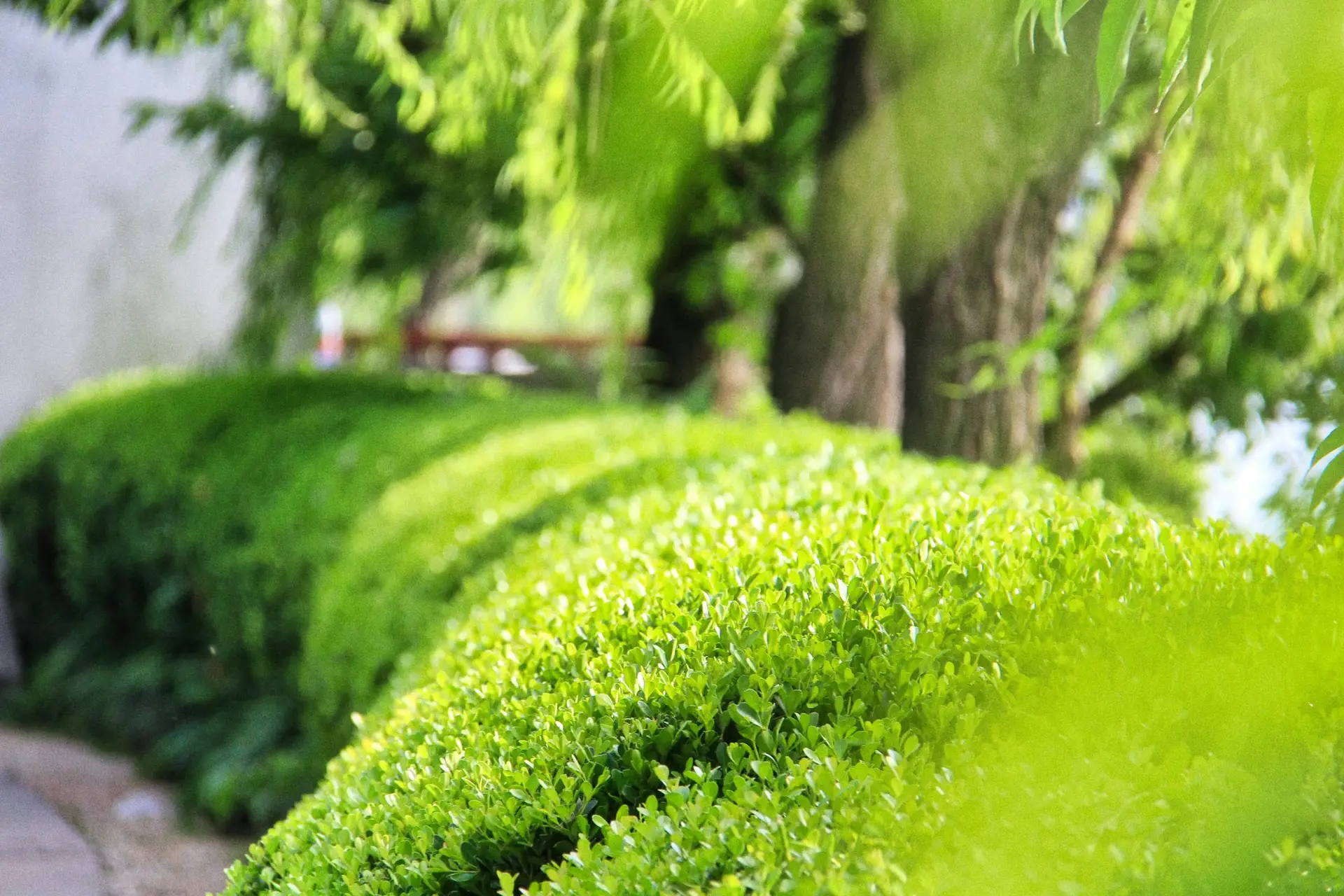 green landscape and hedges